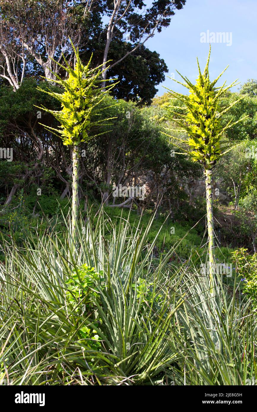 View of Puya flowers in north of Chile Stock Photo