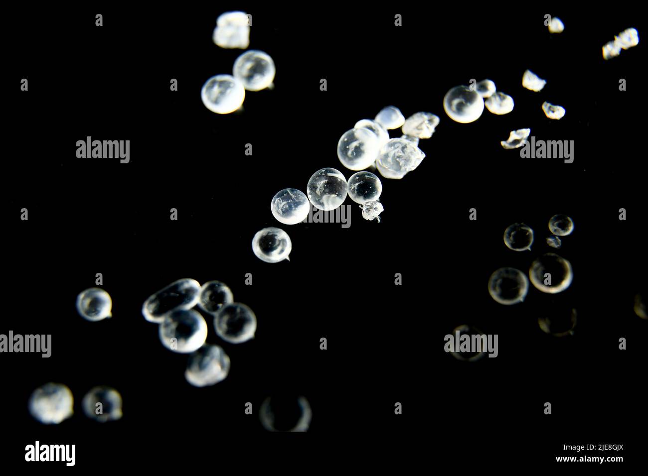 Silica Gel Beads on black background. Macro photography Stock Photo Alamy