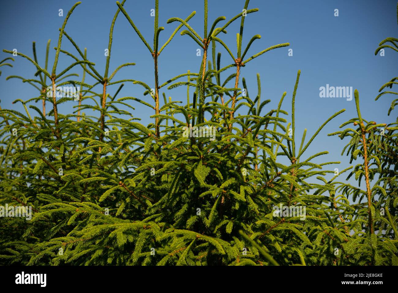 Light fresh green fir tree hi-res stock photography and images - Alamy