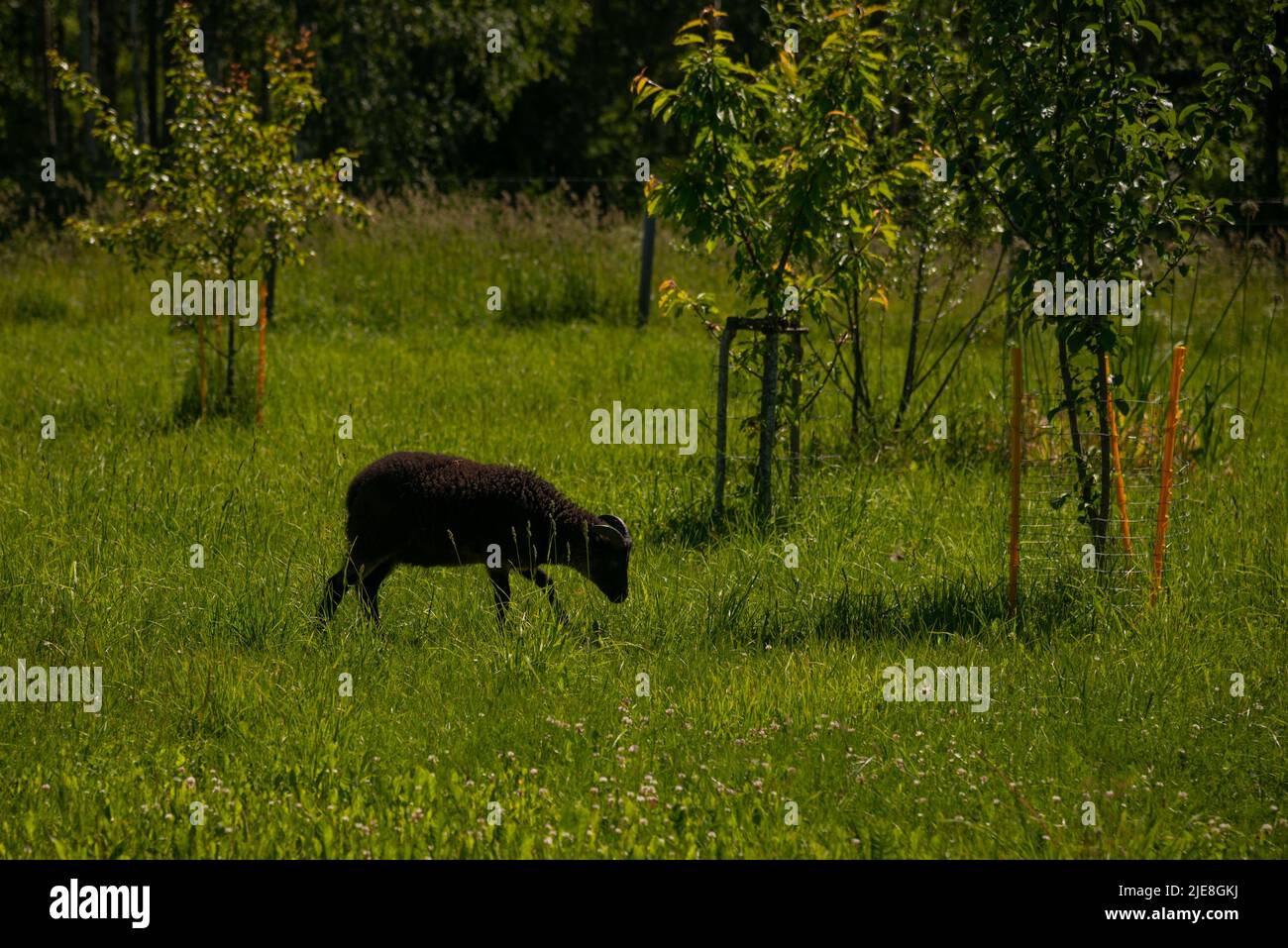 black goat with horns grazes in a green grass next to young apple trees fenced with a fence. Stock Photo