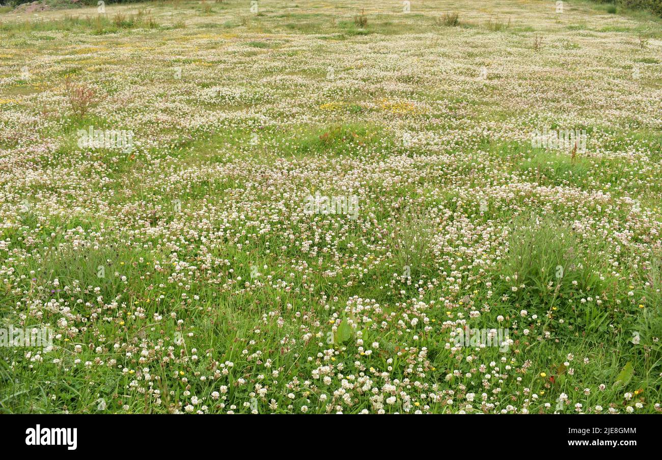 Field with wild flowers, Angle, Pembrokeshire, Wales Stock Photo