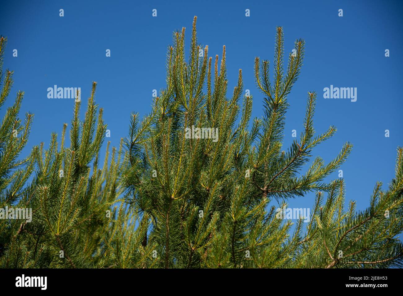 Green pine branches shine against the blue sky in the summer sun before sunset. Stock Photo