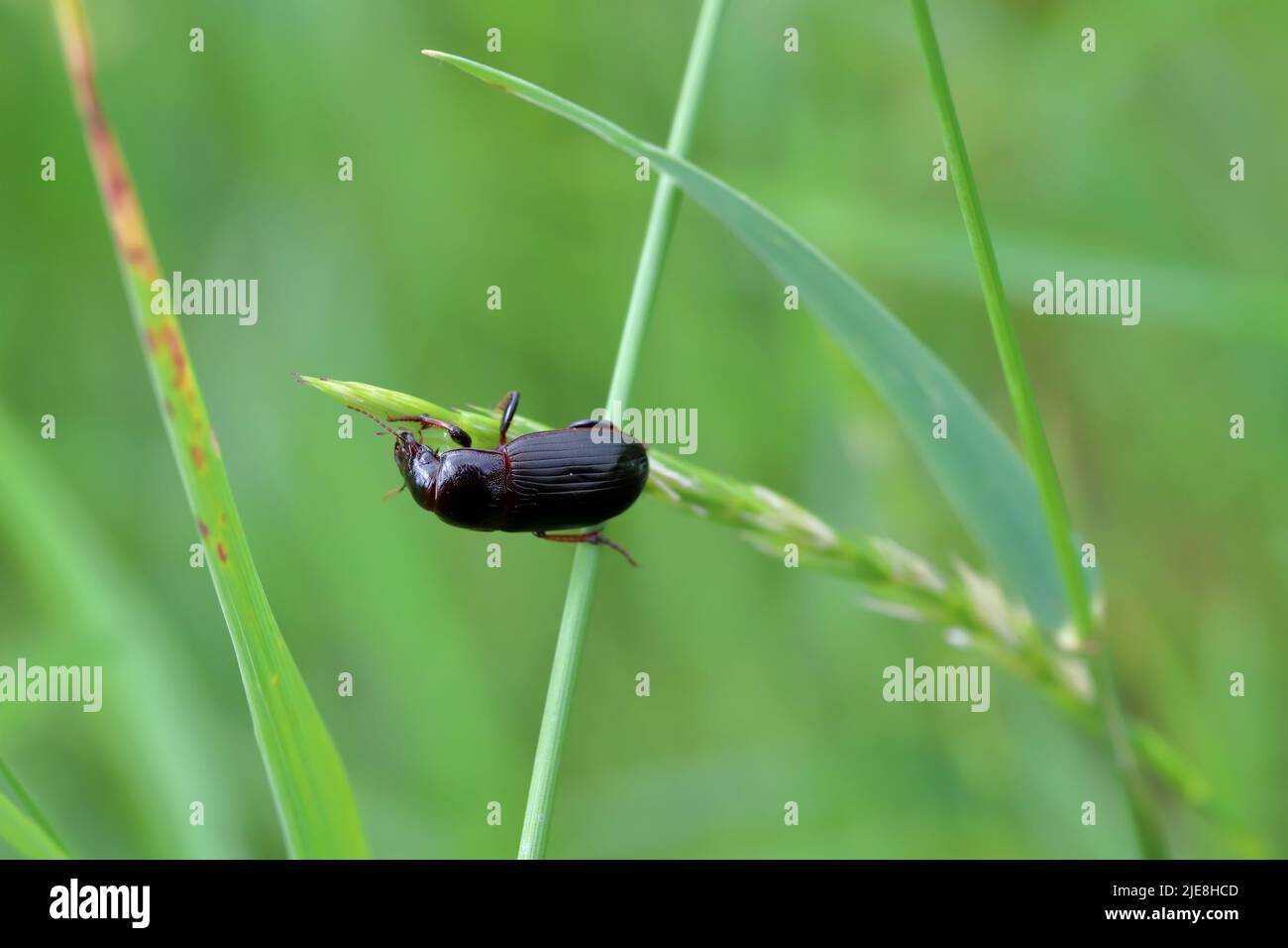 Beetle of corn ground beetle - Zabrus tenebrioides eating a unripe cereal kernel, a species of black ground beetle (Carabidae). Stock Photo
