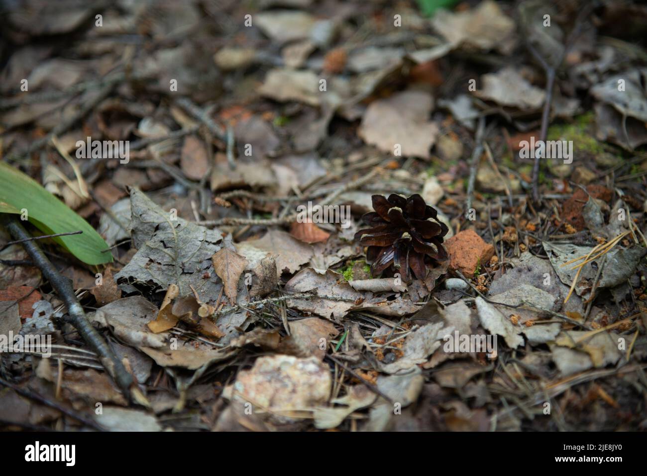 Photo of Pine cone fallen on ground. Top view. Stock Photo