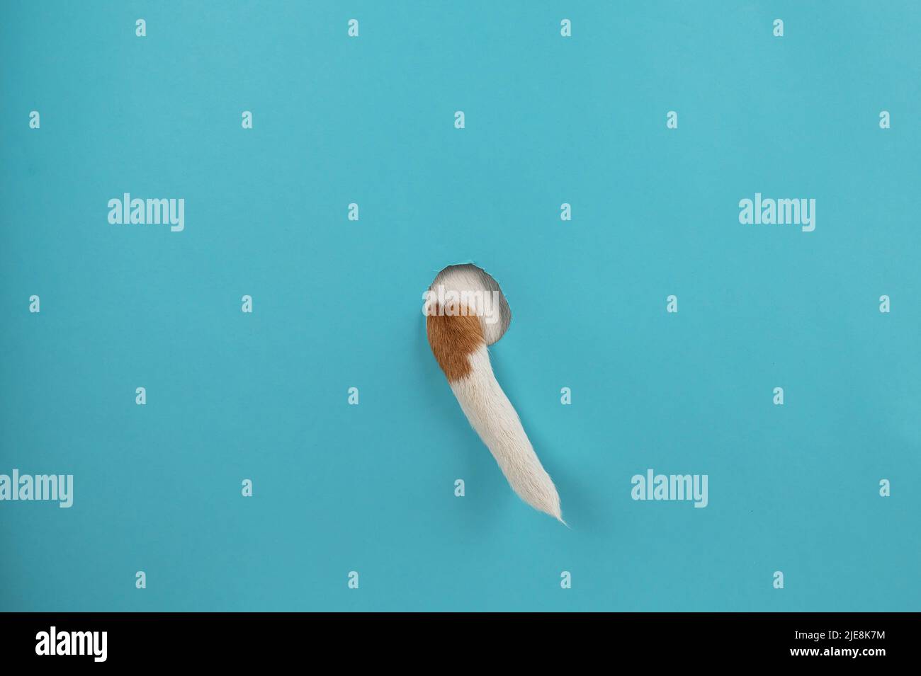 Dog tail sticking out of a hole in paper blue background Stock Photo