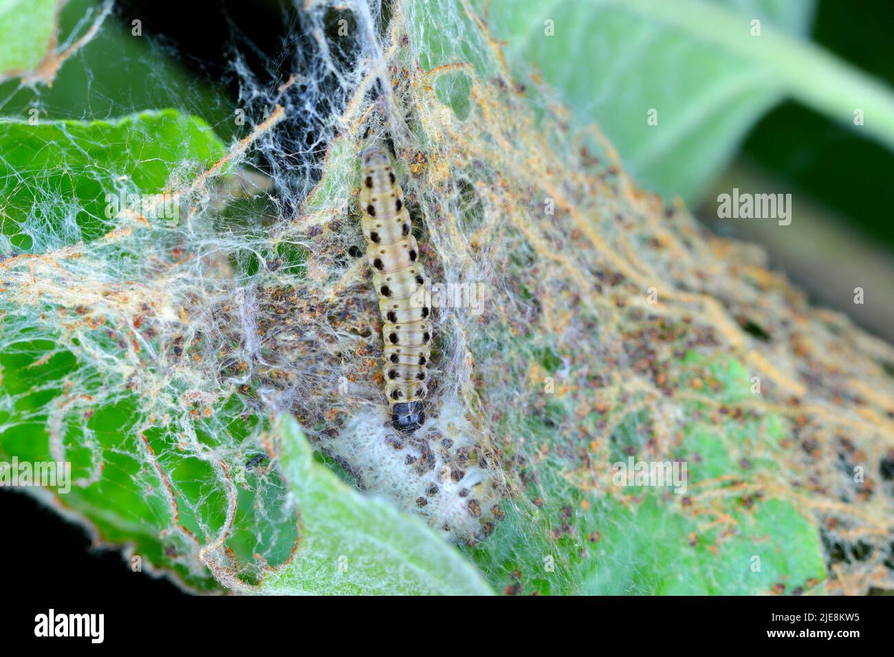 Yponomeuta malinellus or apple ermine moth larvae on apple tree in its web close up macro. Stock Photo