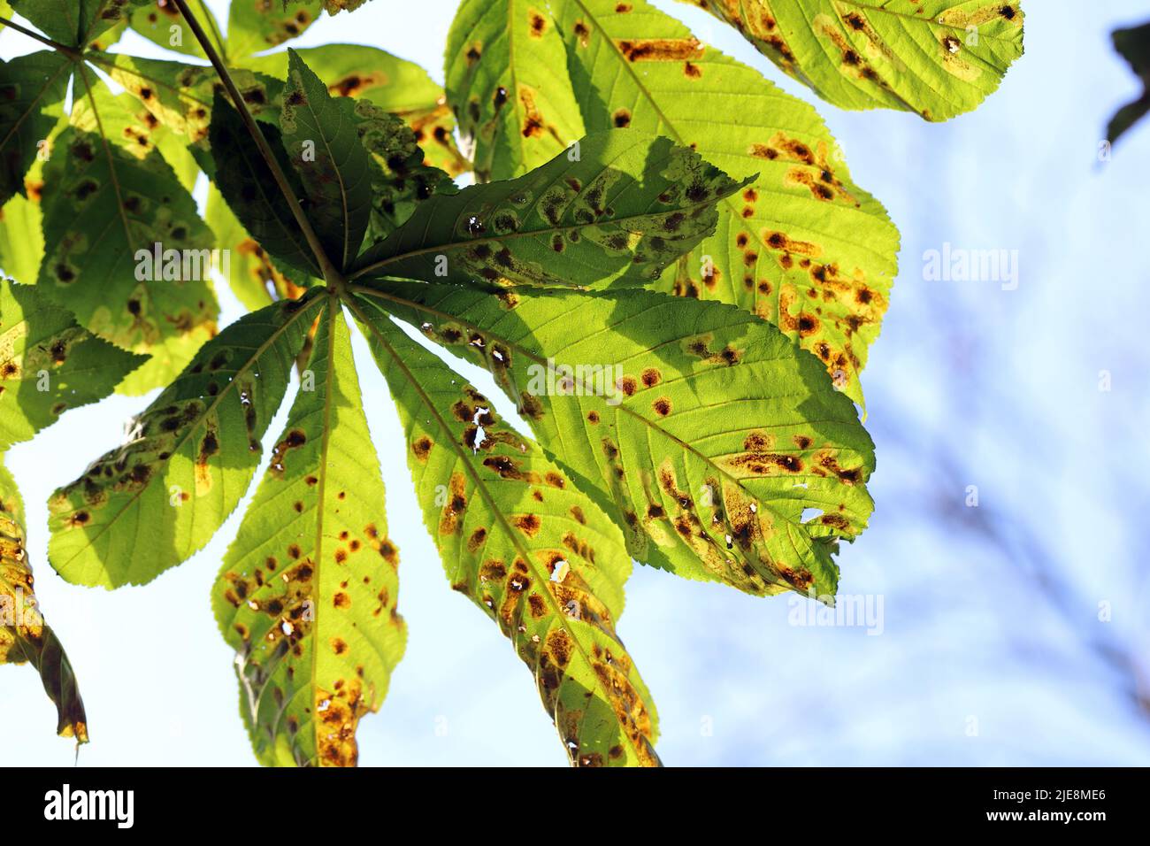 Common horse-chestnut (Aesculus hippocastanum) leaves damaged by horse-chestnut leaf miner (Cameraria ohridella) is a leaf-mining moth. Stock Photo