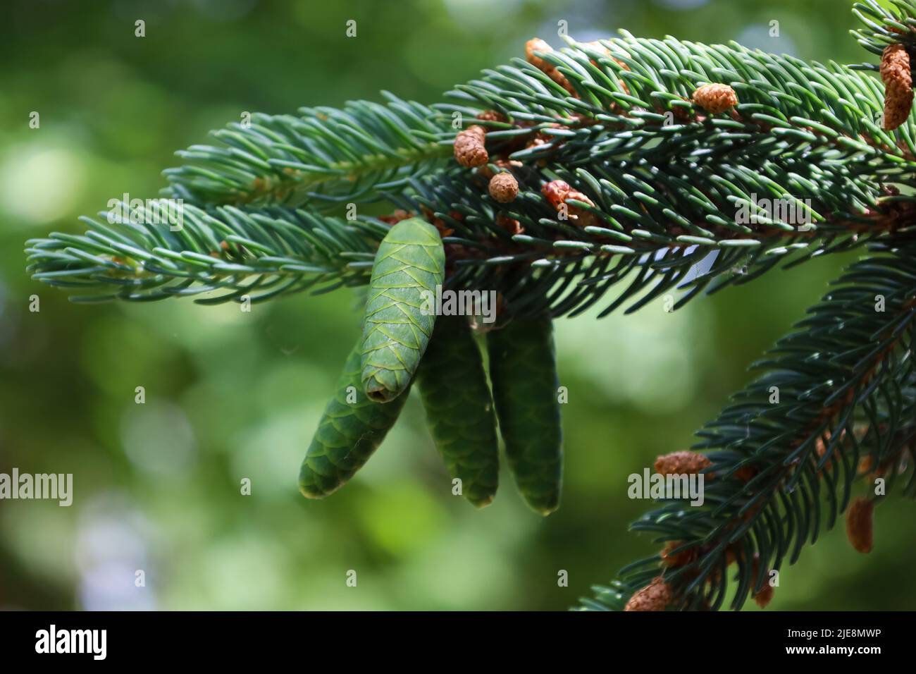 Beautiful young green cones on branch of European spruce. Natural beauty of elegant twig. Picea abies. Norway spruce in spring. Nature concept for Stock Photo