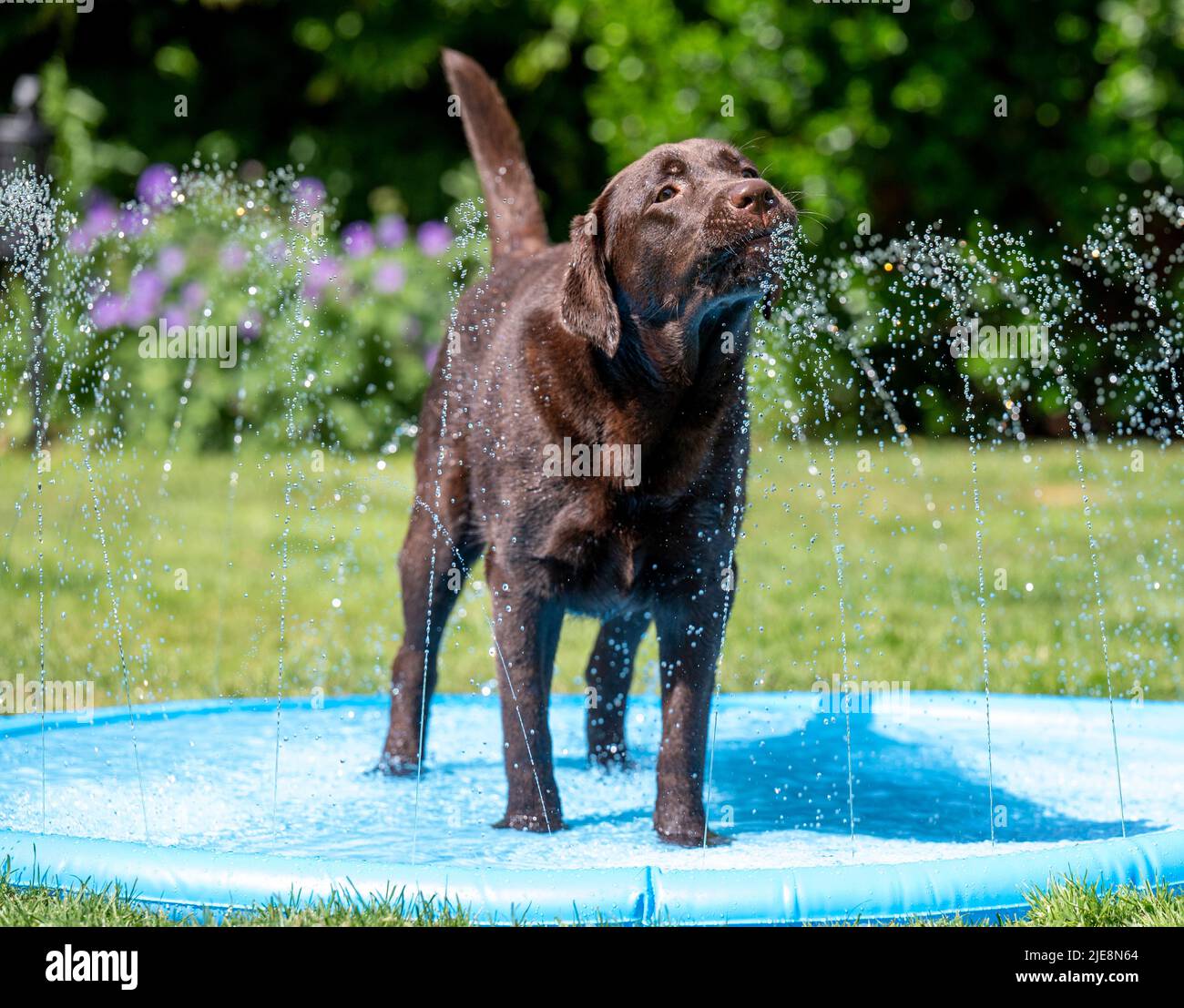 Chocolate Labrador Dog Plays In a Garden Water Shower in Heatwave Stock