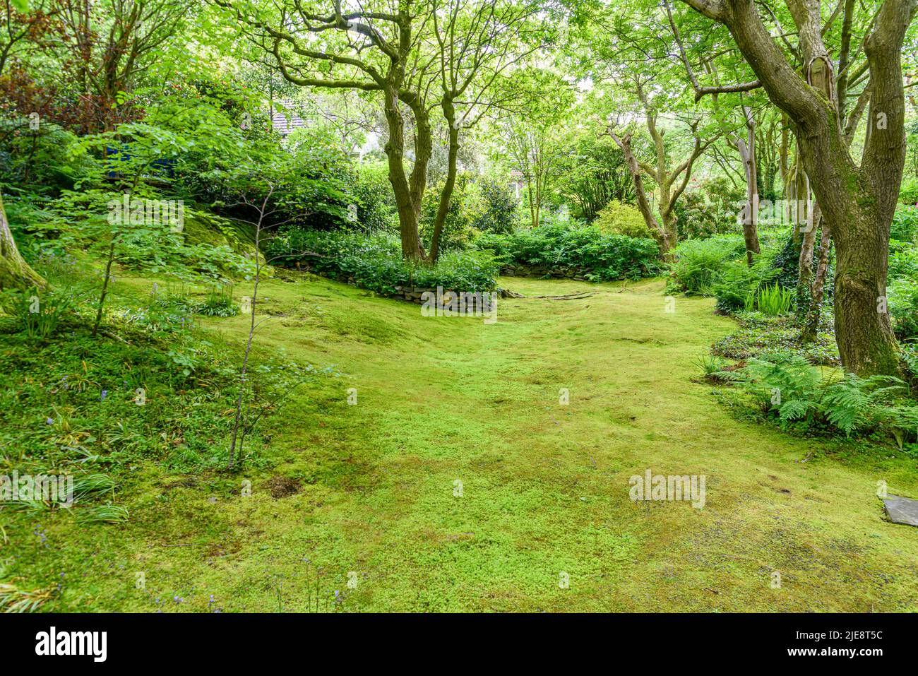 Moss covered forest garden  area. Stock Photo