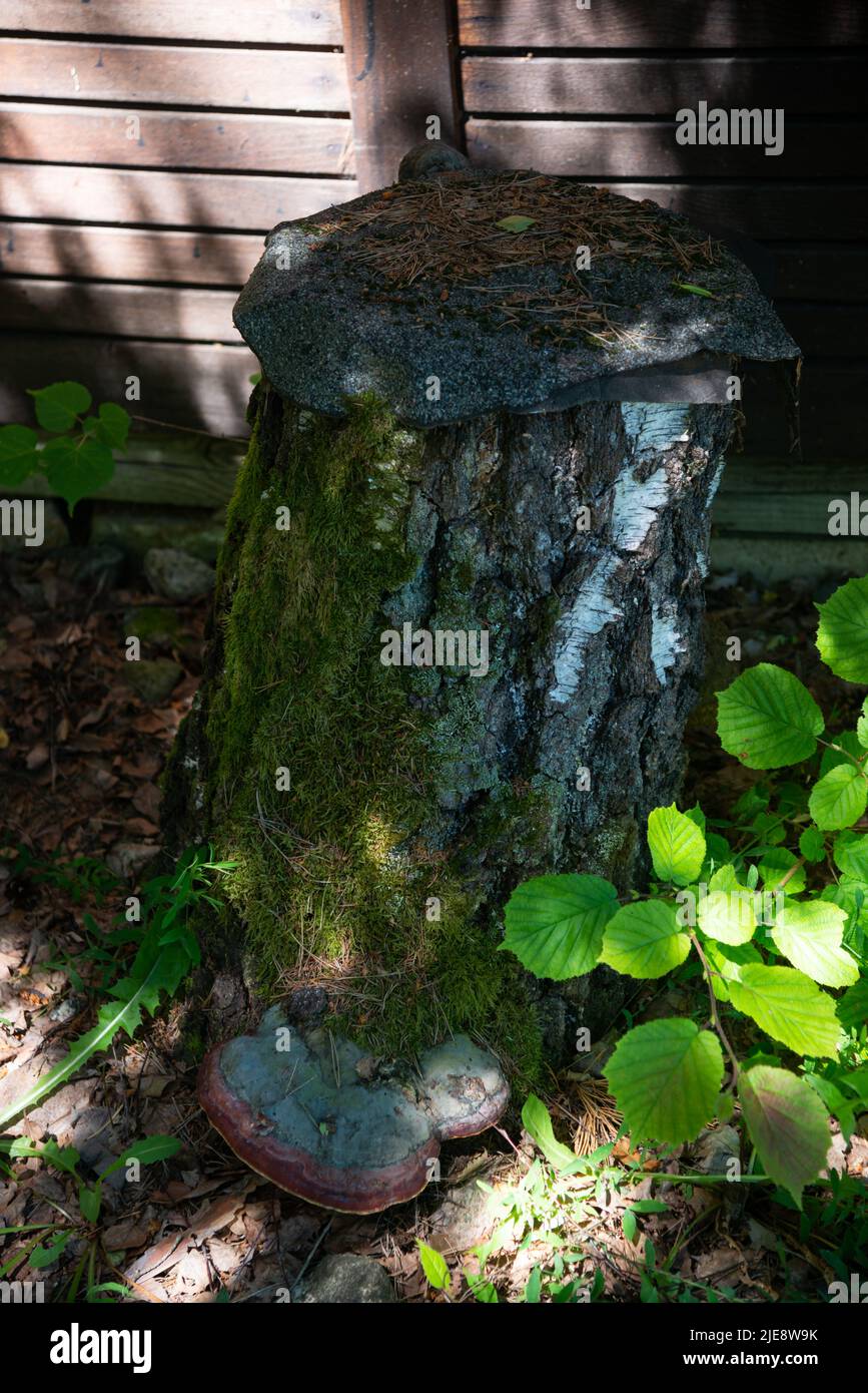 tree stump with green moss and swamp growing at the roots. Stock Photo
