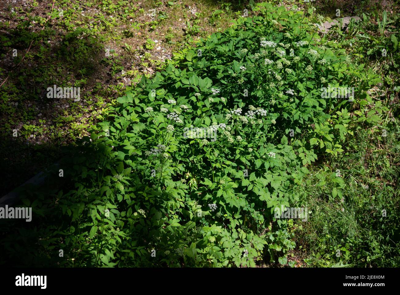 summer green foliage textures in forest nature. abstract backgrounds Stock Photo