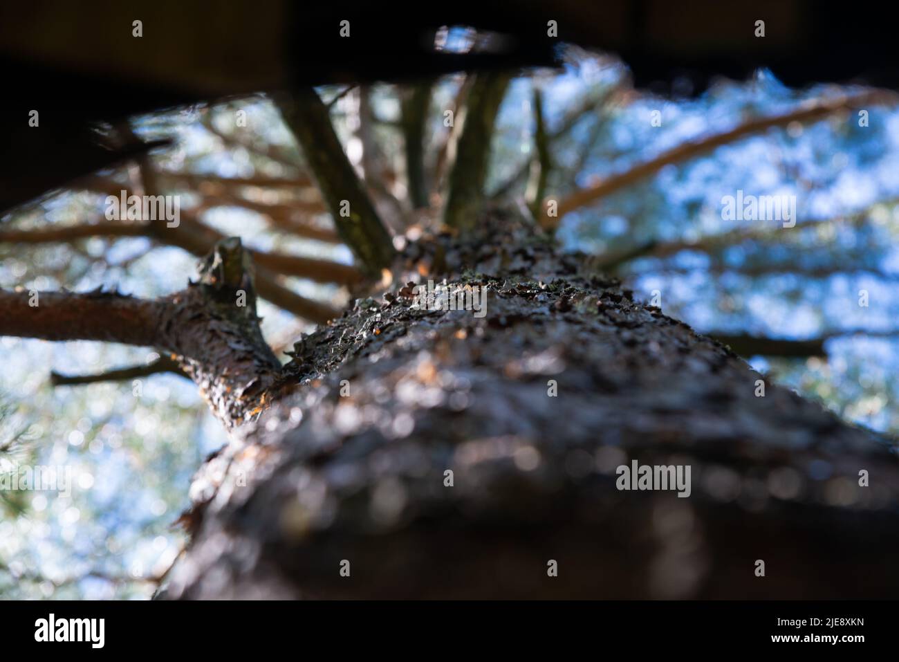 View up on the pine tree trunk. Beautiful bokeh background. Stock Photo