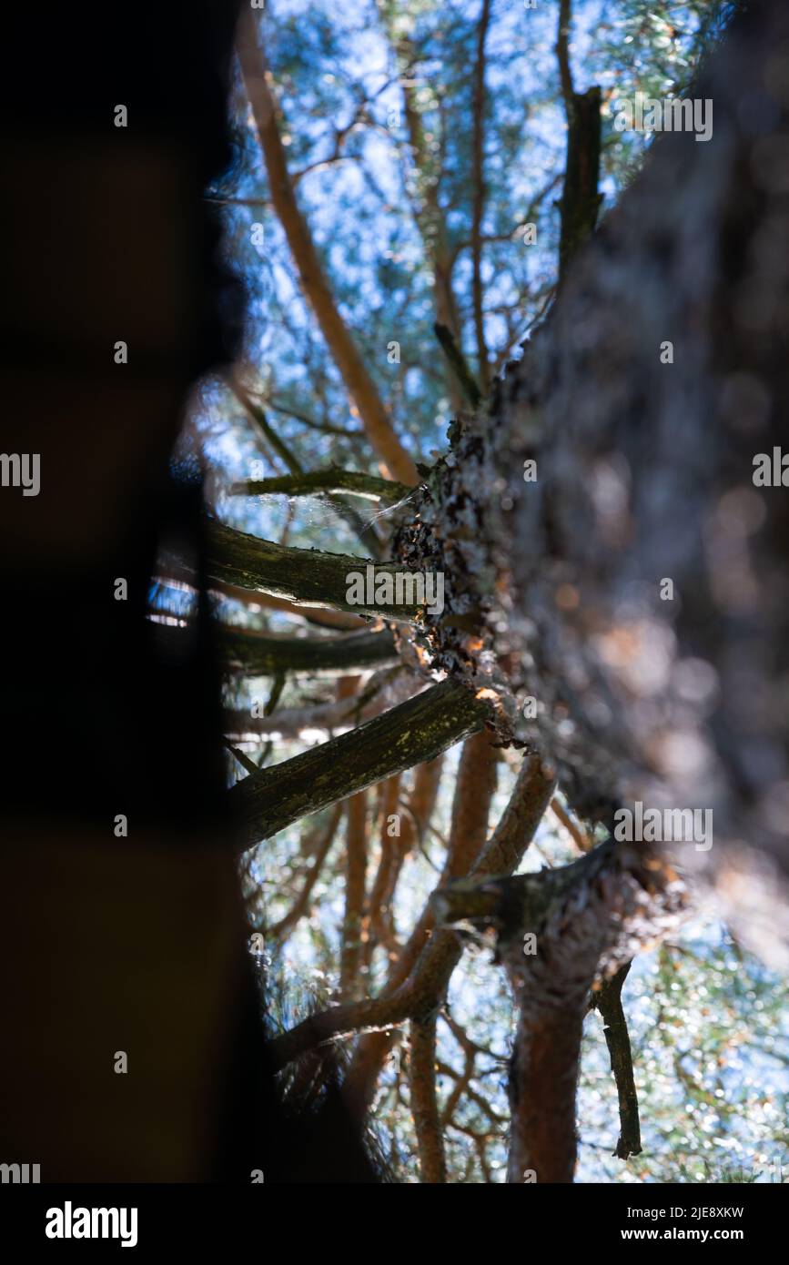 View up on the pine tree trunk. Beautiful bokeh background. Stock Photo