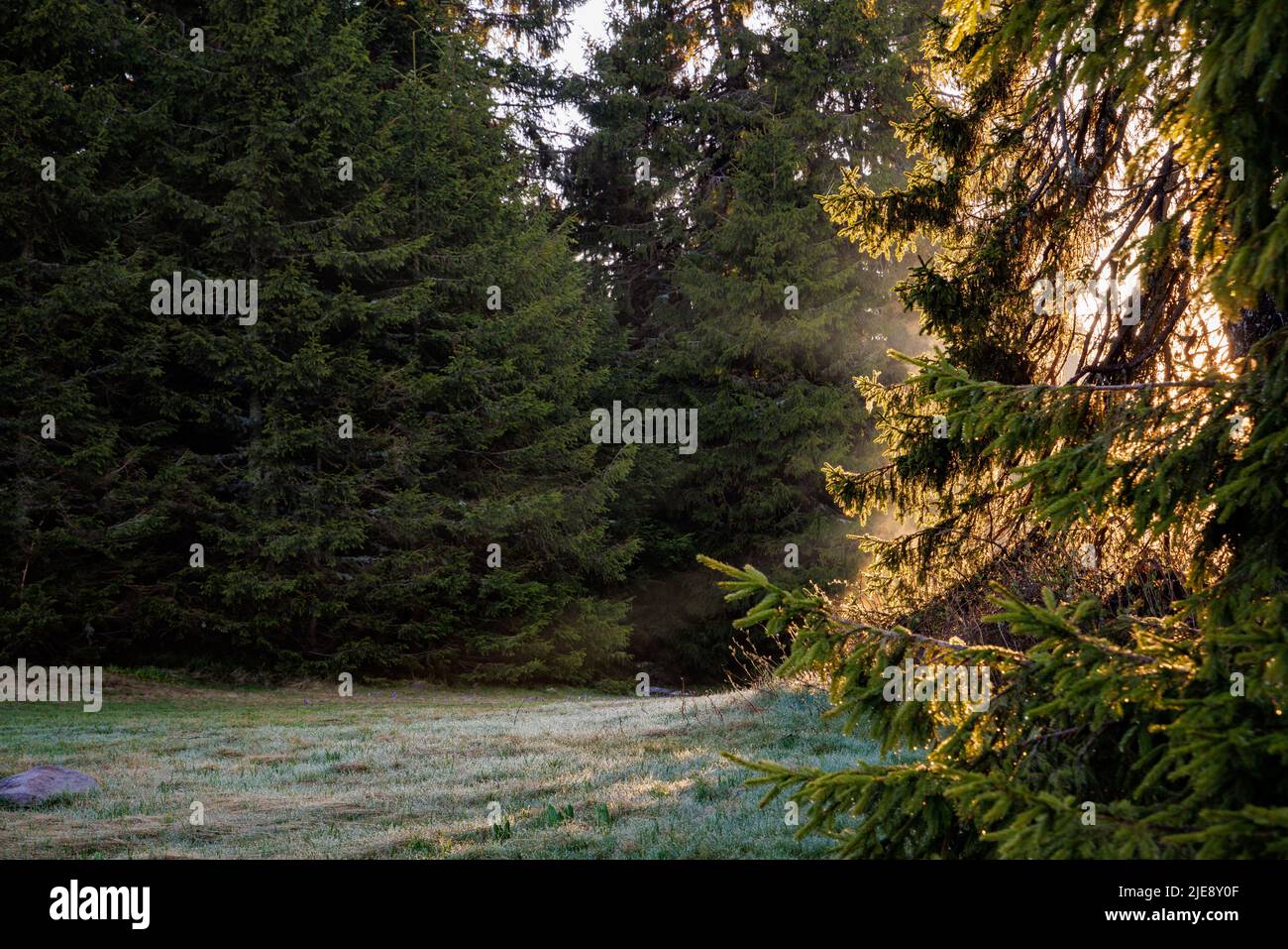 Bright morning or evening spring sun rays shine through fluffy long