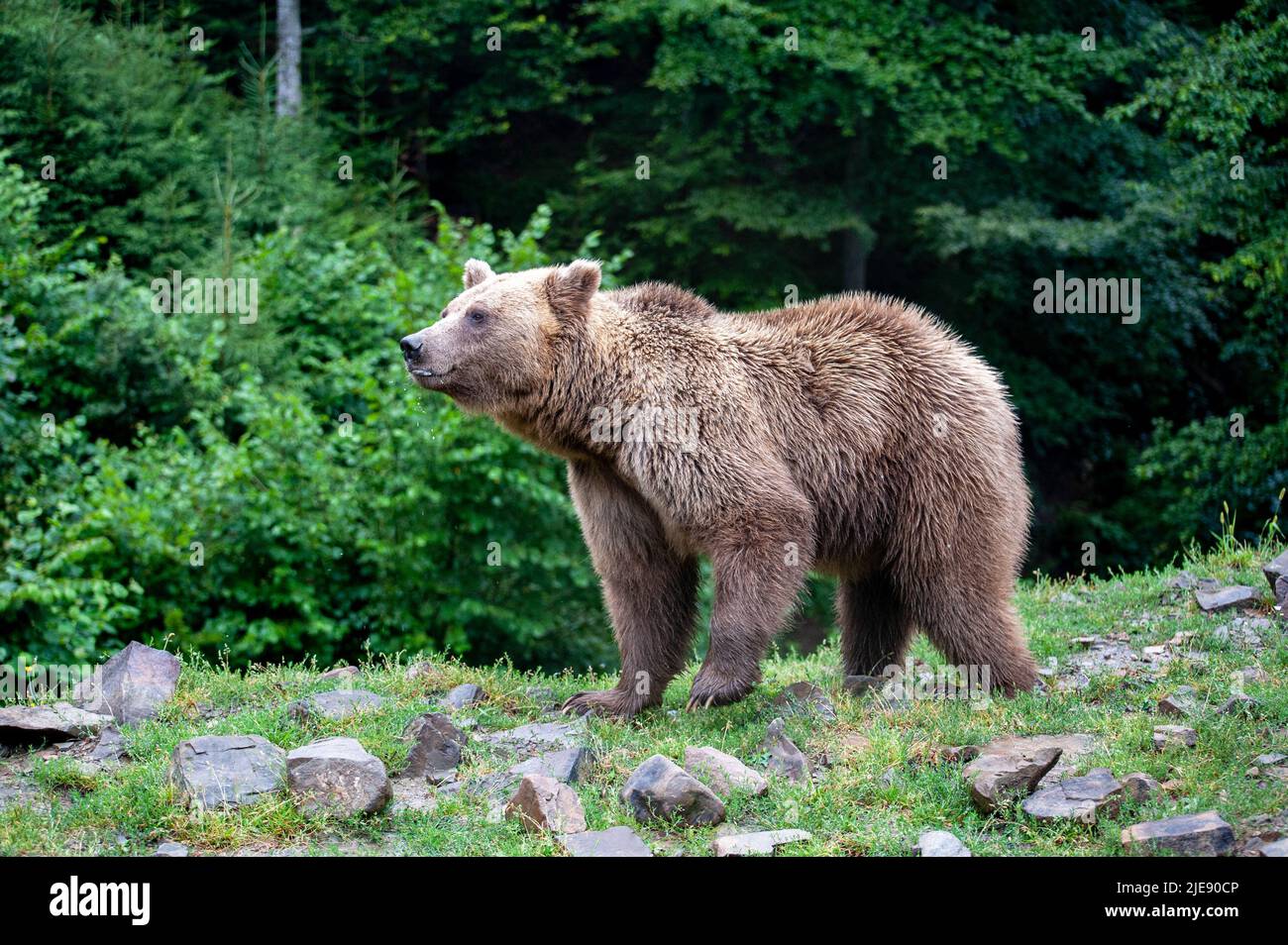 Wild Brown Bear (Ursus Arctos) in the summer forest Stock Photo - Alamy