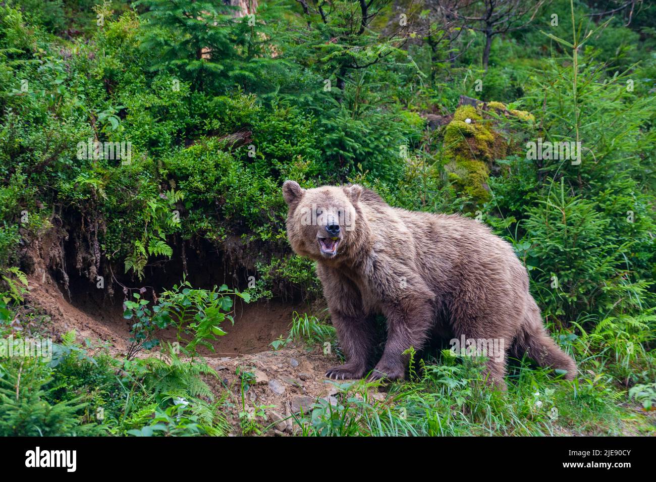 Wild Brown Bear (Ursus Arctos) in the summer forest Stock Photo - Alamy