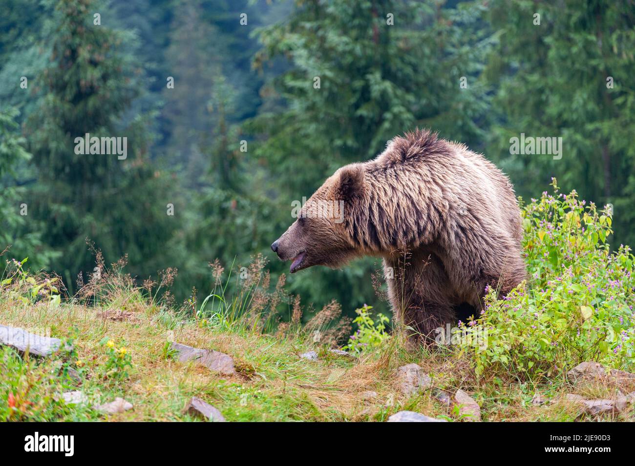 Wild Brown Bear (Ursus Arctos) in the summer forest Stock Photo - Alamy