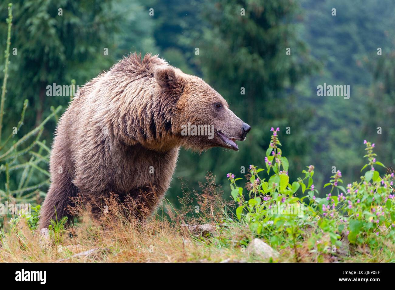 Wild Brown Bear (Ursus Arctos) in the summer forest Stock Photo - Alamy