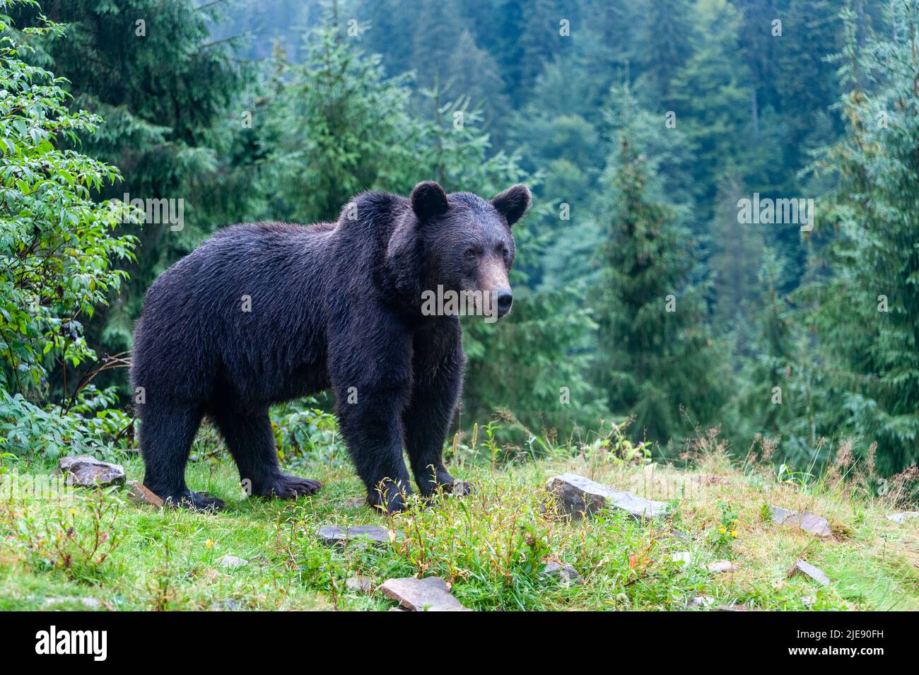 Wild Brown Bear (Ursus Arctos) in the summer forest Stock Photo - Alamy