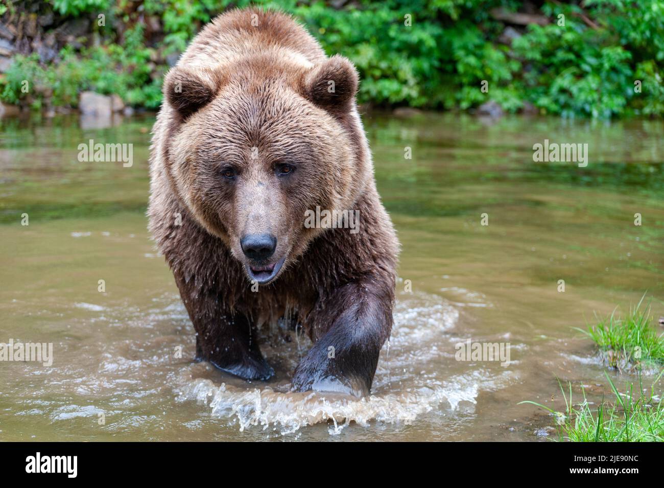 Wild Brown Bear (Ursus Arctos) in the summer forest Stock Photo - Alamy