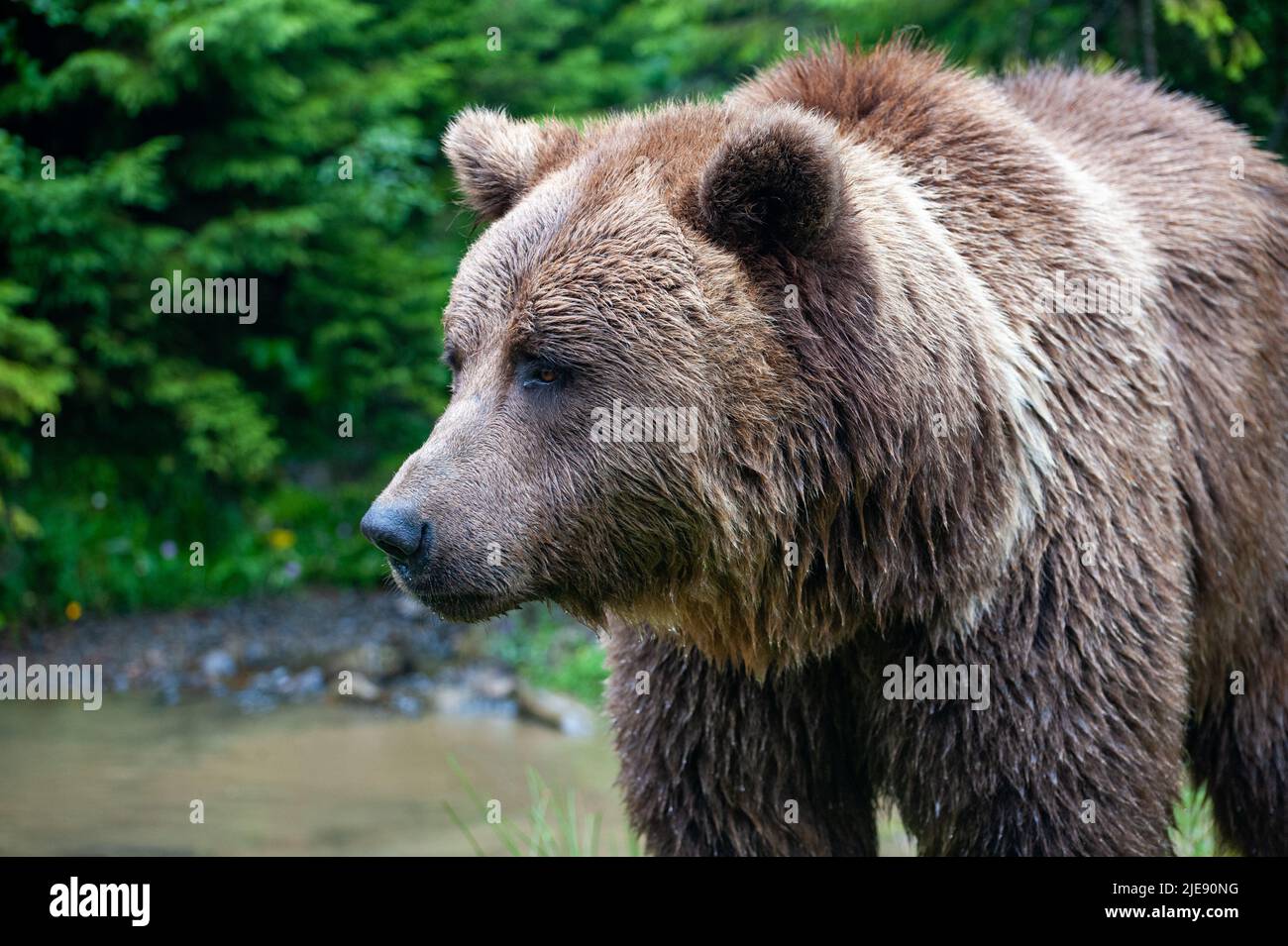 Wild Brown Bear (Ursus Arctos) in the summer forest Stock Photo - Alamy