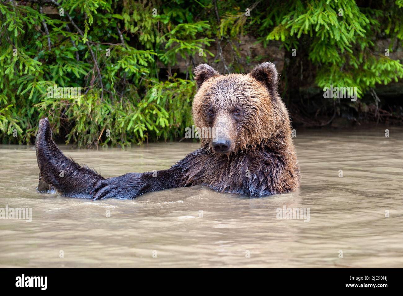 Wild Brown Bear (Ursus Arctos) in the summer forest Stock Photo - Alamy