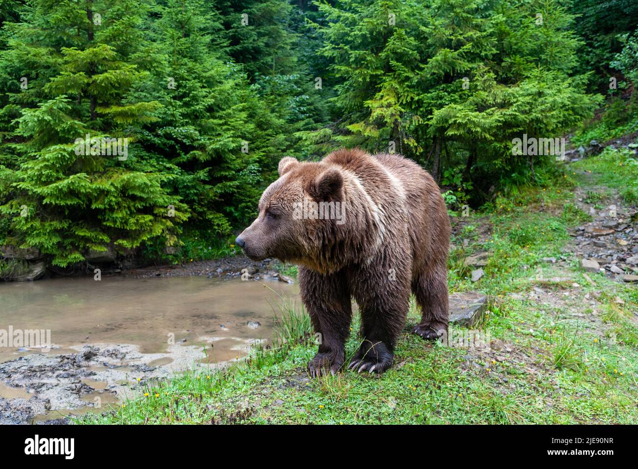 Wild Brown Bear (Ursus Arctos) in the summer forest Stock Photo - Alamy