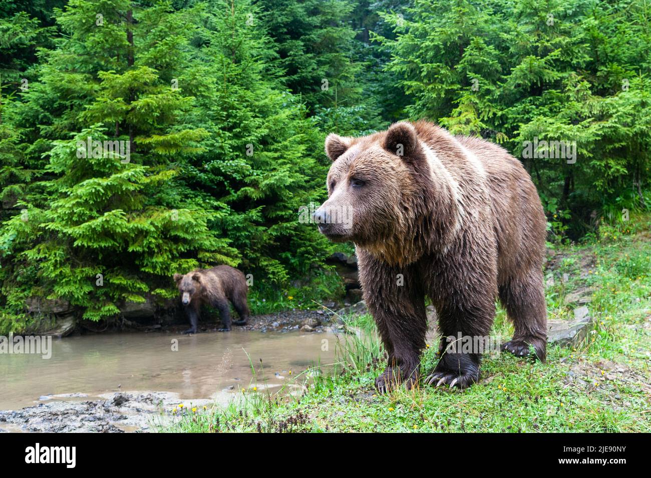 Wild Brown Bear (Ursus Arctos) in the summer forest Stock Photo - Alamy