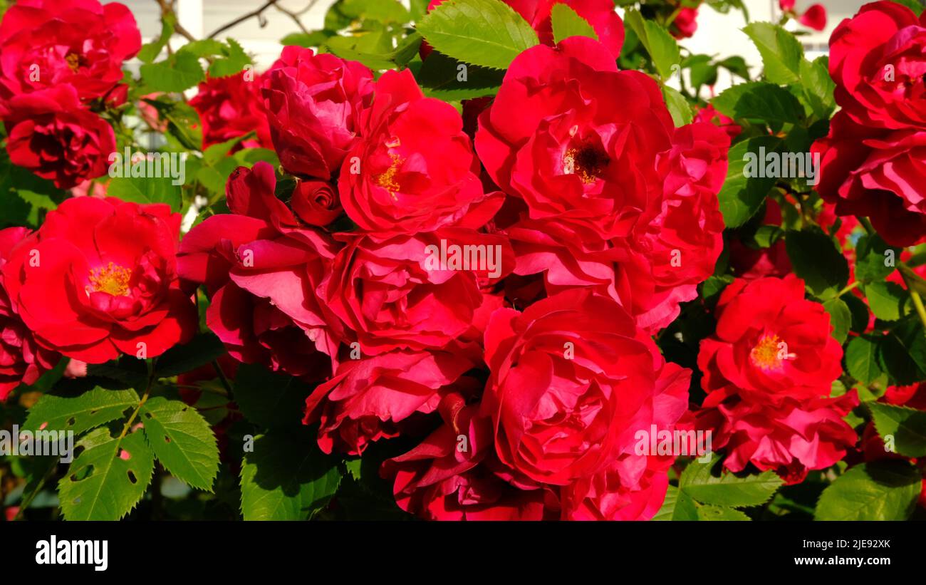Bouquet of fresh roses, flower bright background Stock Photo - Alamy