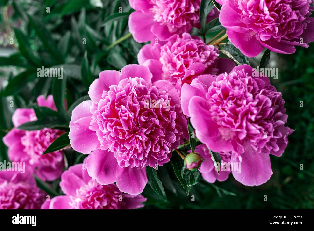 Pink peonies bloom in the garden. Beautiful pink flowers Stock Photo ...
