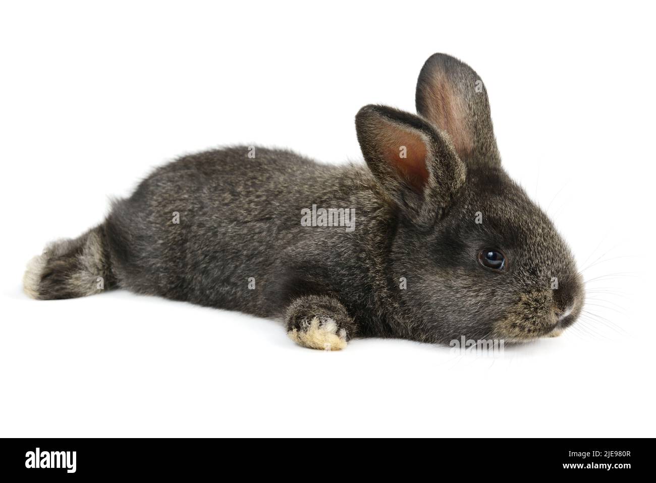 black little rabbit isolated on white background Stock Photo