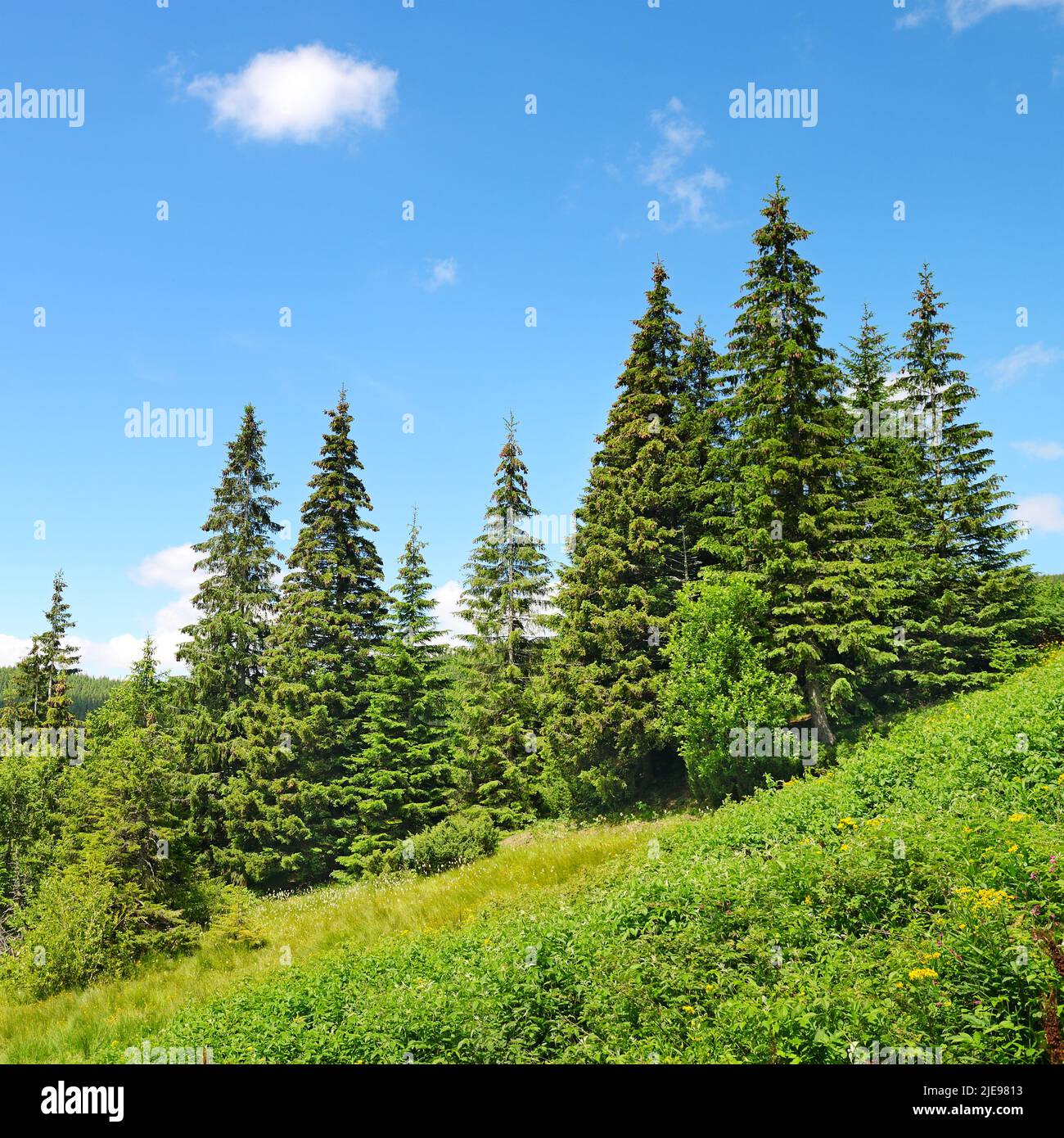 Beautiful pine trees in mountains Stock Photo Alamy