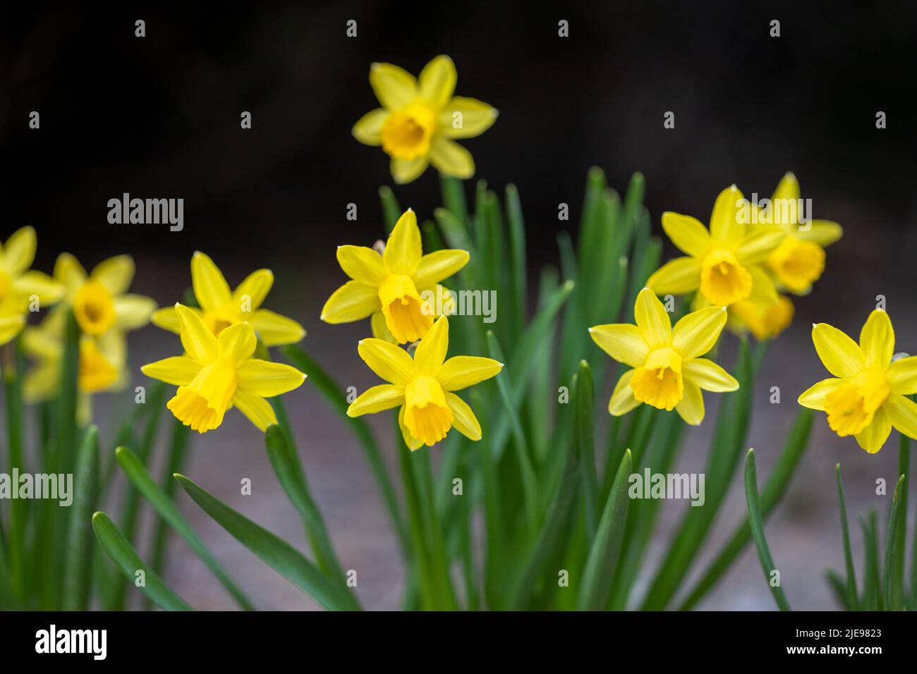 Blooming flowerbed of yellows narcissus on a black background. Stock Photo
