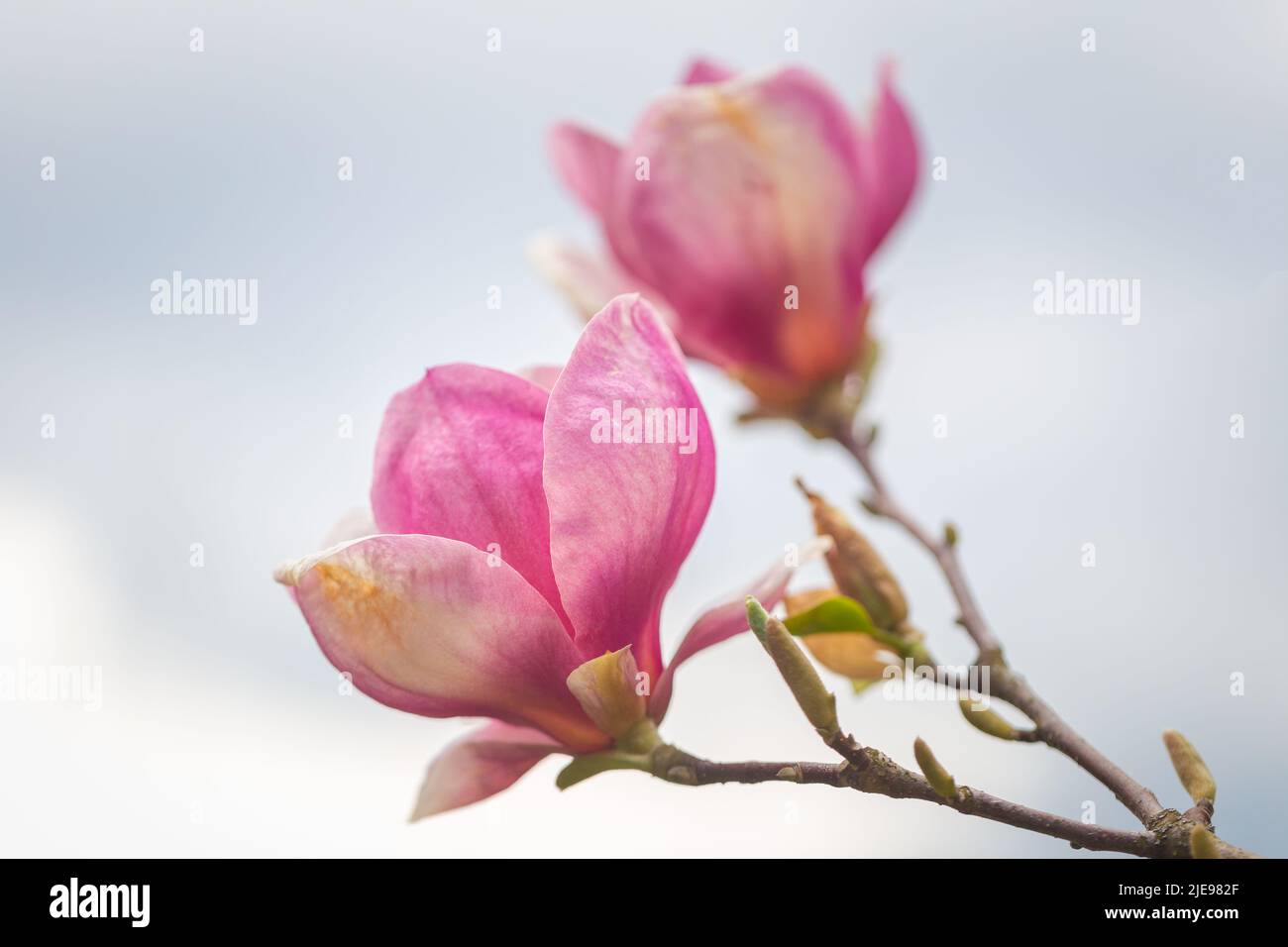 Magnolia soulangeana, blossomed magnolia tree, flower in close-up view on a blurred background. Stock Photo