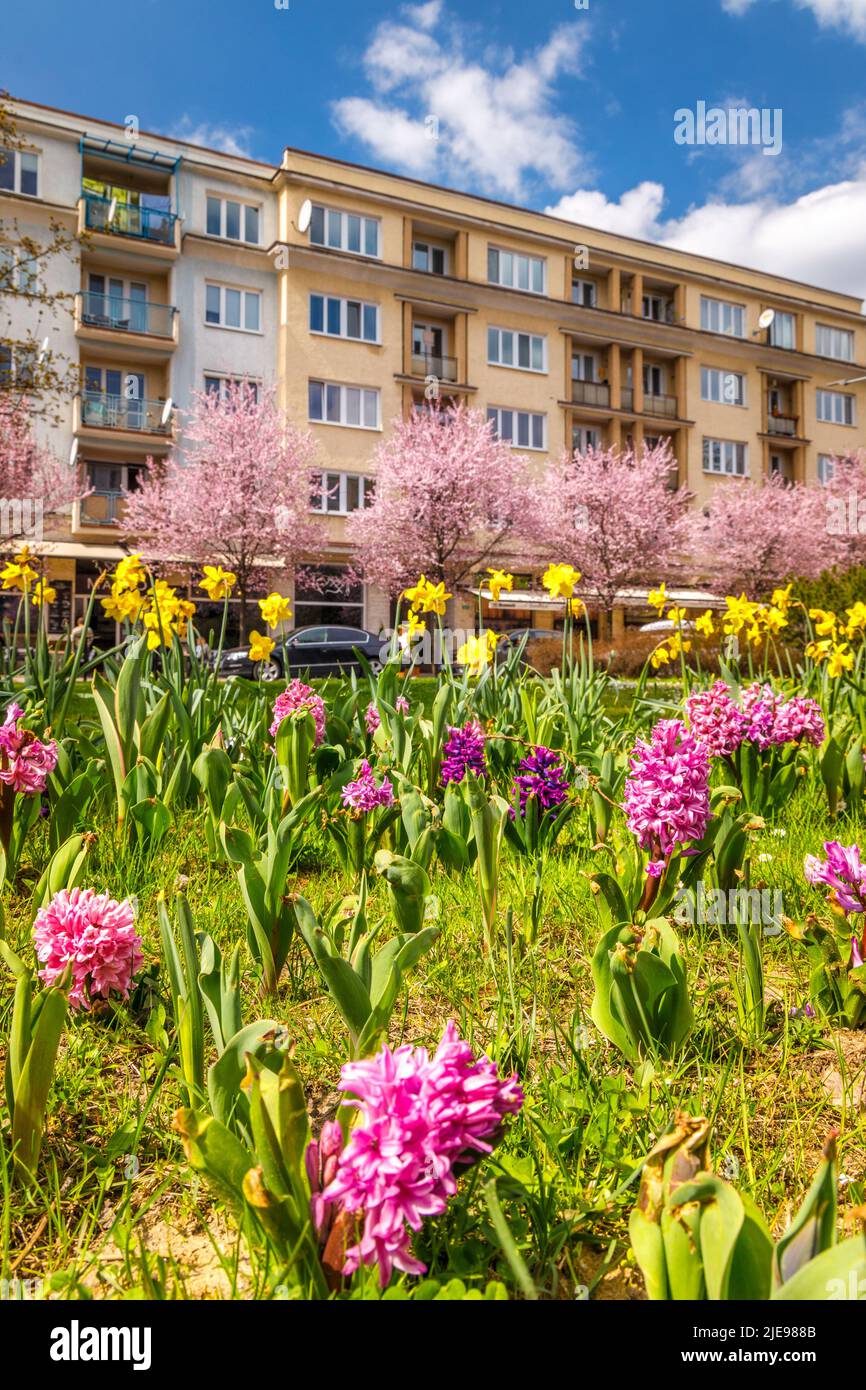 Urban spring landscape with flowering hyacinths and narcissus. City of Zilina, Slovakia, Europe. Stock Photo