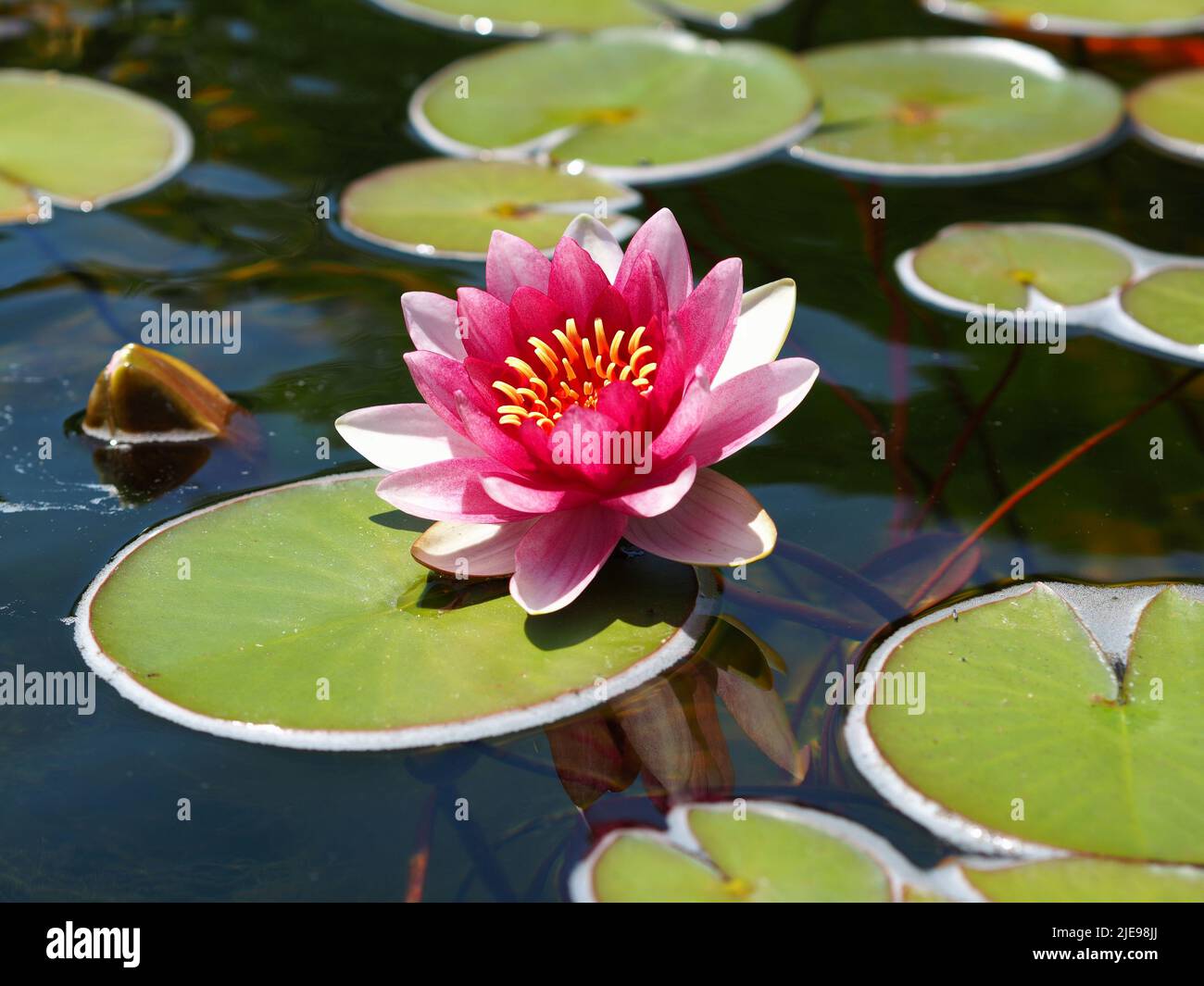 Beautiful pink and red flower of a waterlily (Nymphaea candida) in a garden pond in Ottawa, Ontario, Canada. Stock Photo