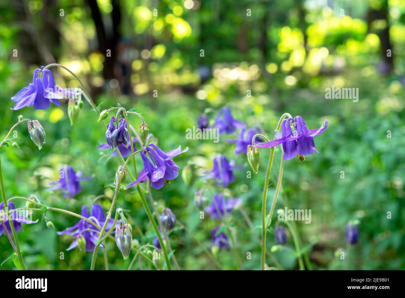 Purple flowers of Aquilegia vulgaris or European columbine bloom in the summer garden. Stock Photo