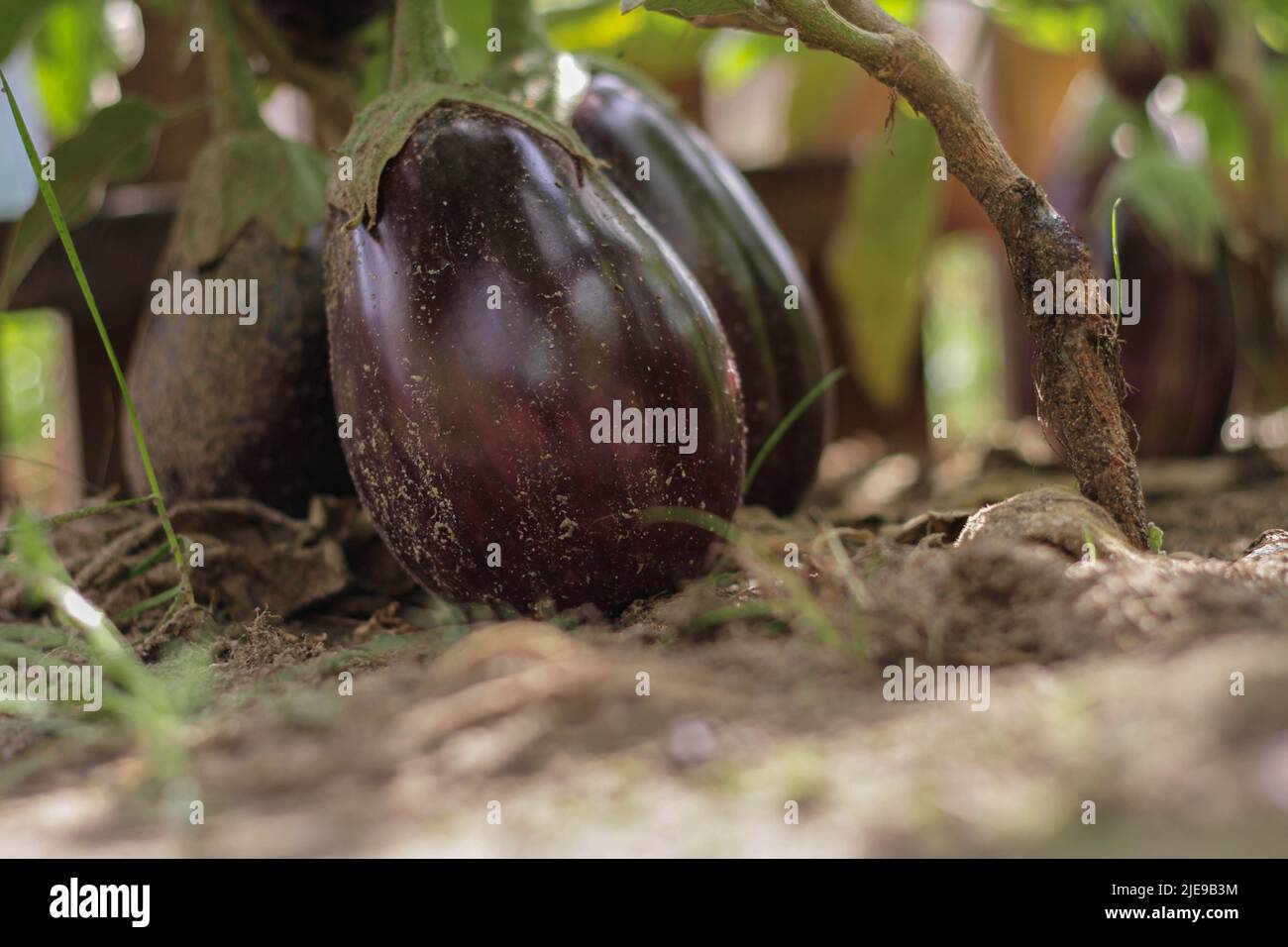 vibrant purple eggplants growing in the garden in the shade of its
