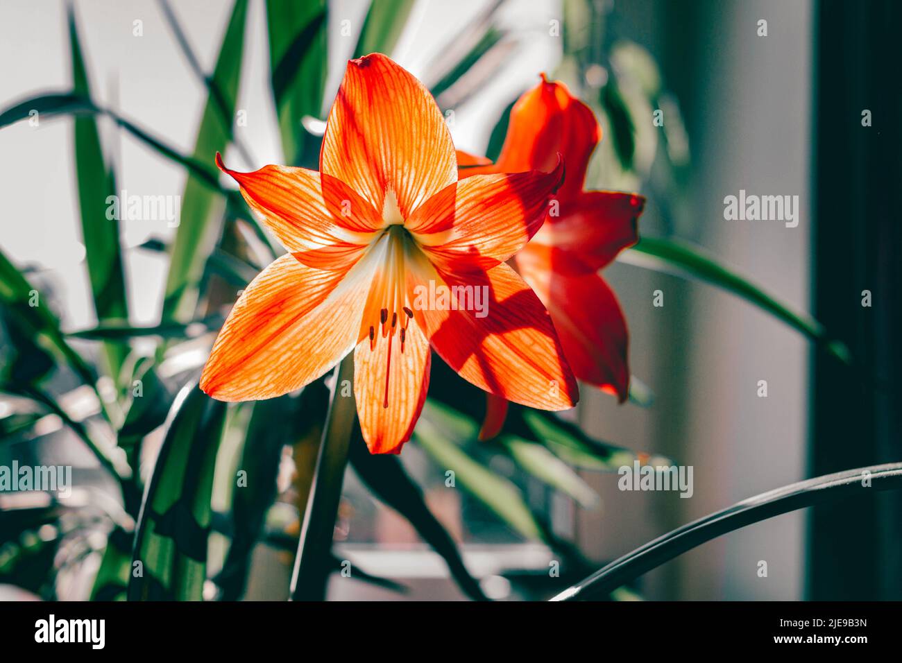 vibrant orange double amaryllis flower with beautiful sun lit petals and green leafy background Stock Photo