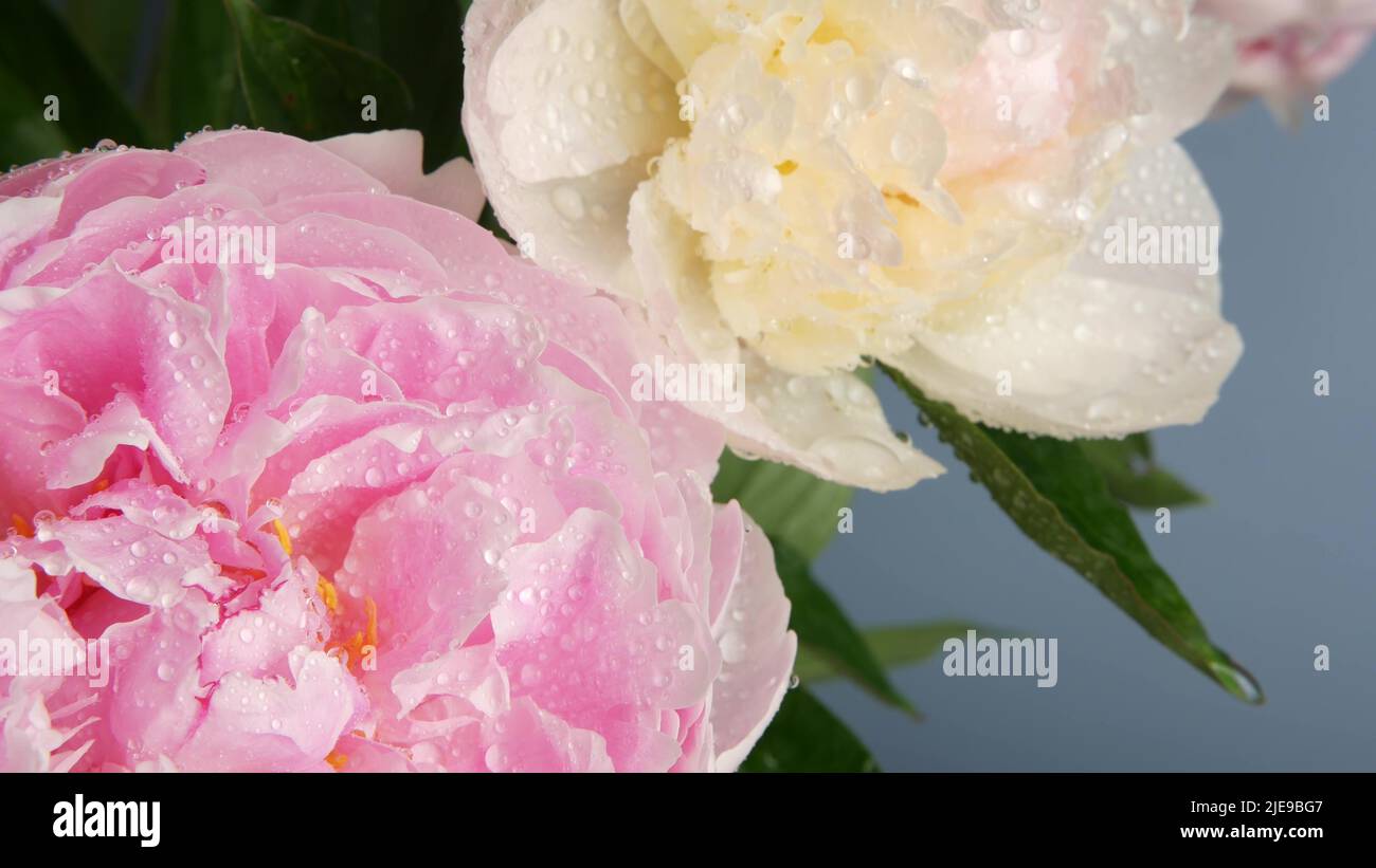 Water rain drops on peony flowers spring bloom, floral blossom of paeony. Springtime moist botanical flora. Pastel color paeonia inflorescence. Bouquet. Dew or raindrops on spring wet petals. Droplets Stock Photo