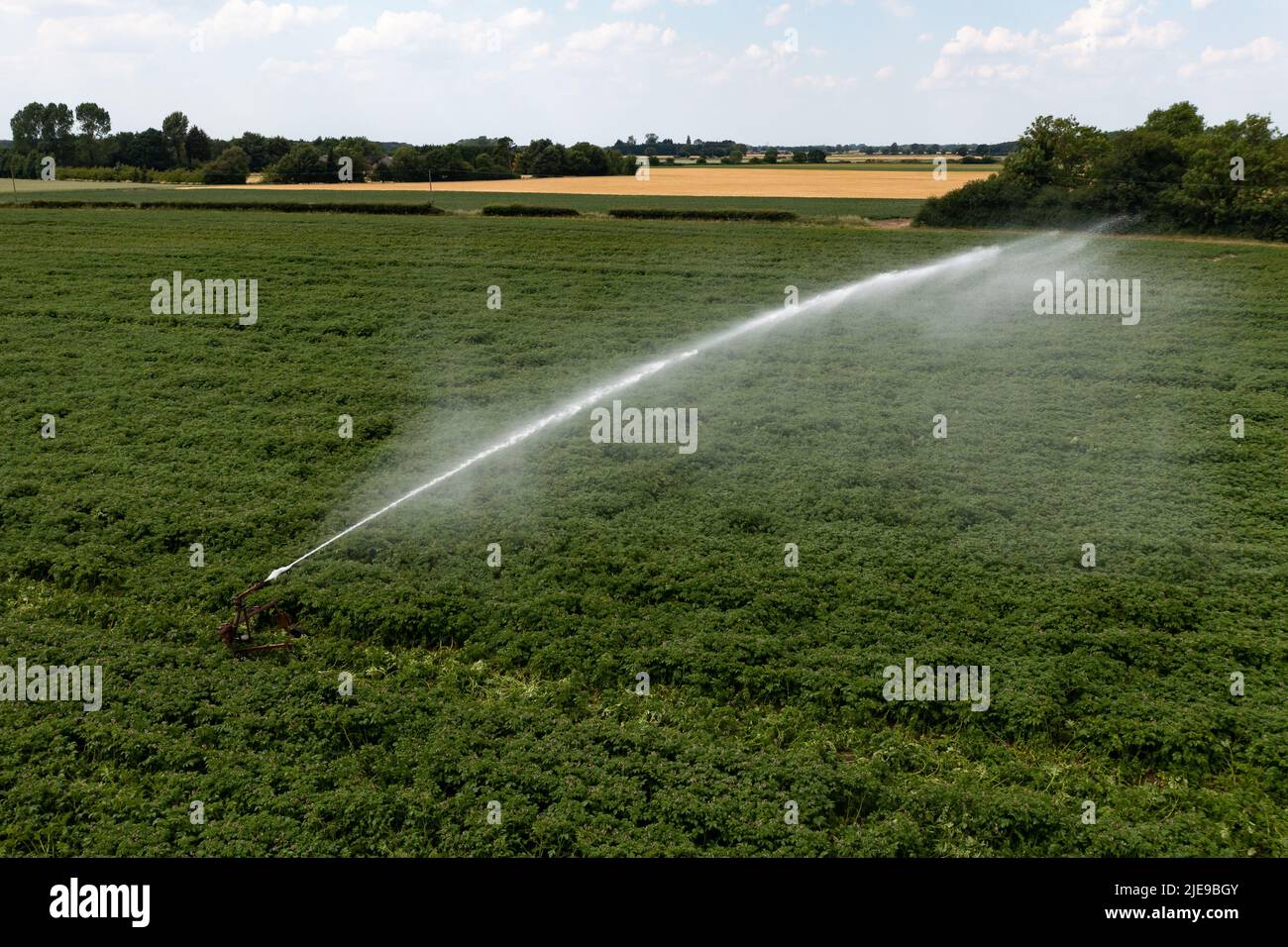 A jet water pressure sprayer being used to irrigate a potato crop during drough weather conditions with copy space Stock Photo