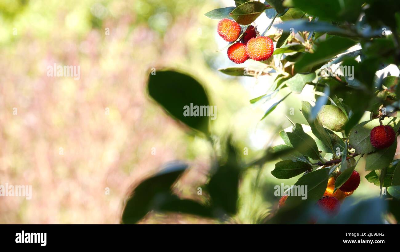 Strawberry tree or shrub ripe and unripe fruits, irish arbutus unedo