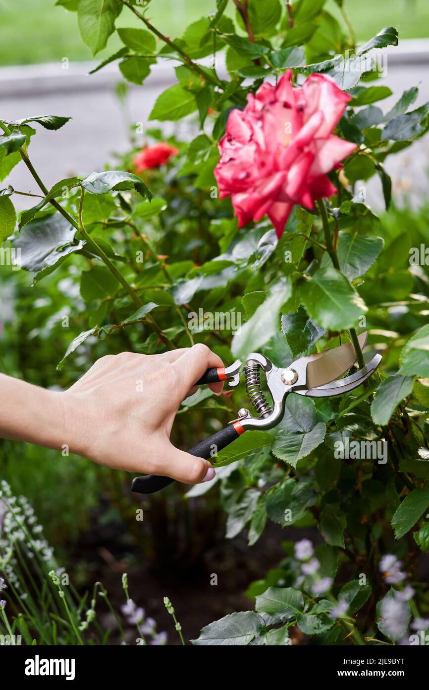 Girl pruning rose bushes with secateurs Stock Photo Alamy