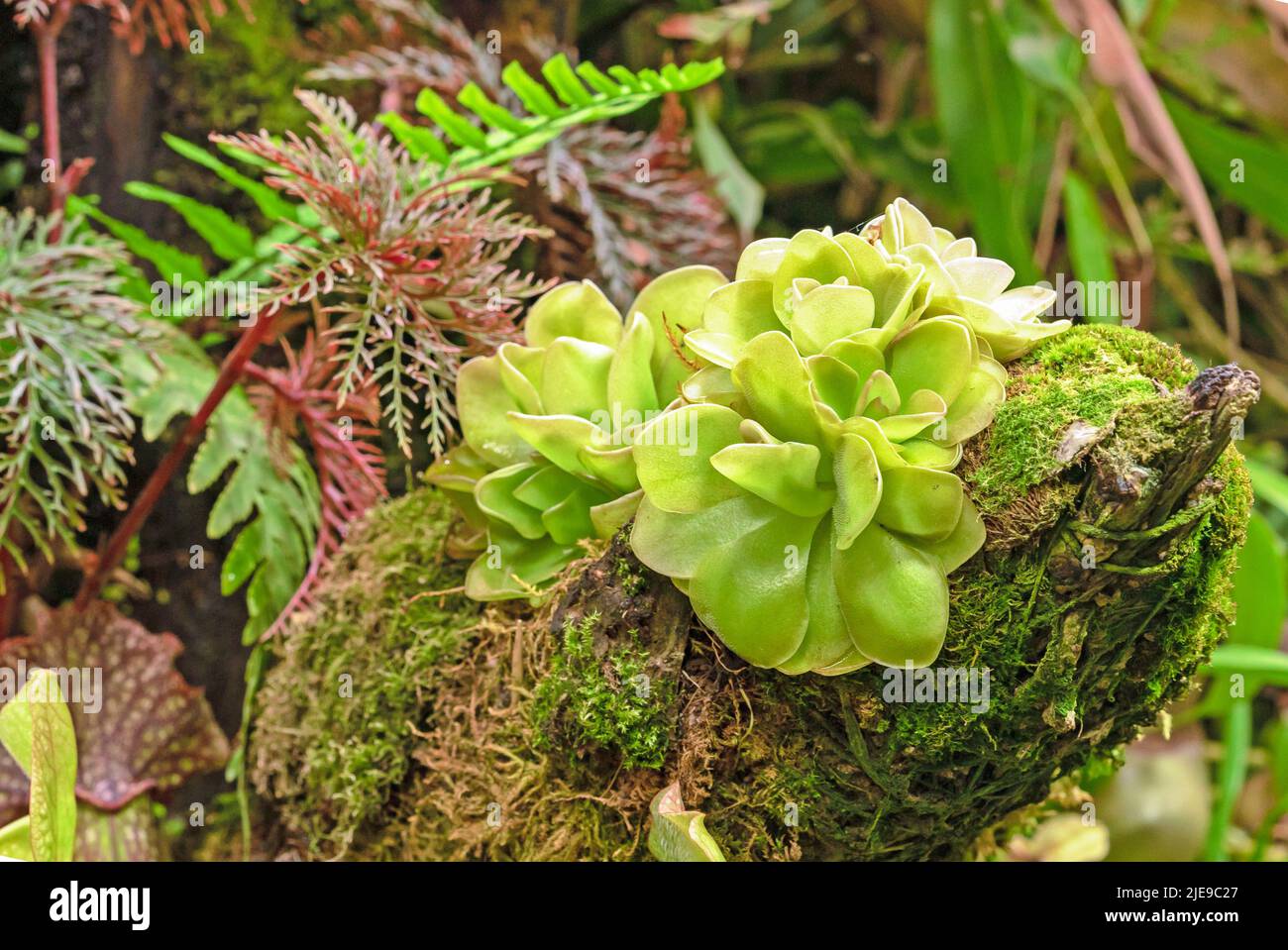 Carnivorous plant butterworts Pinguicula in a tropical greenhouse. Stock Photo