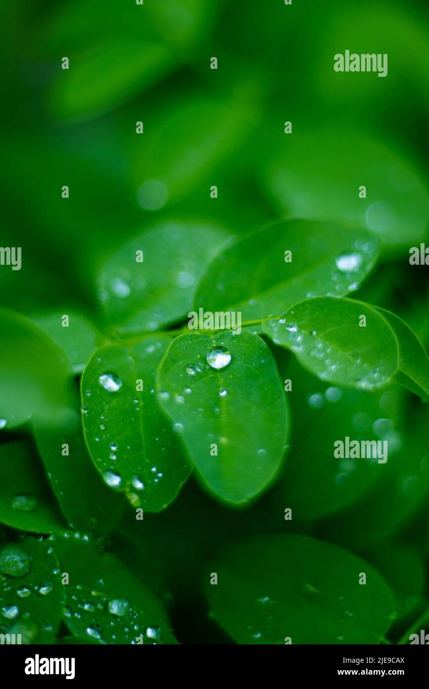 Acacia leaf with raindrops on it. Stock Photo
