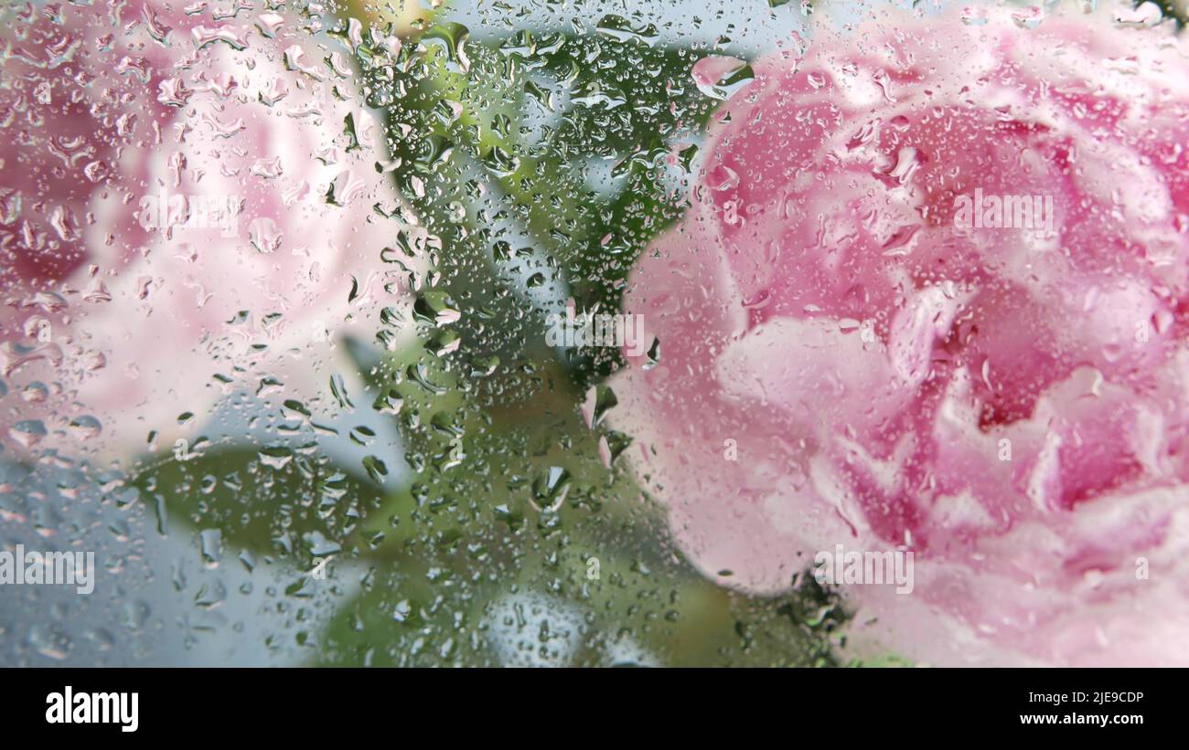 Water rain drops on wet window glass, peony flowers spring bloom, floral blossom of paeony. Springtime botanical flora. Pastel color spring paeonia inflorescence. Bouquet. Dew, droplets or raindrops. Stock Photo