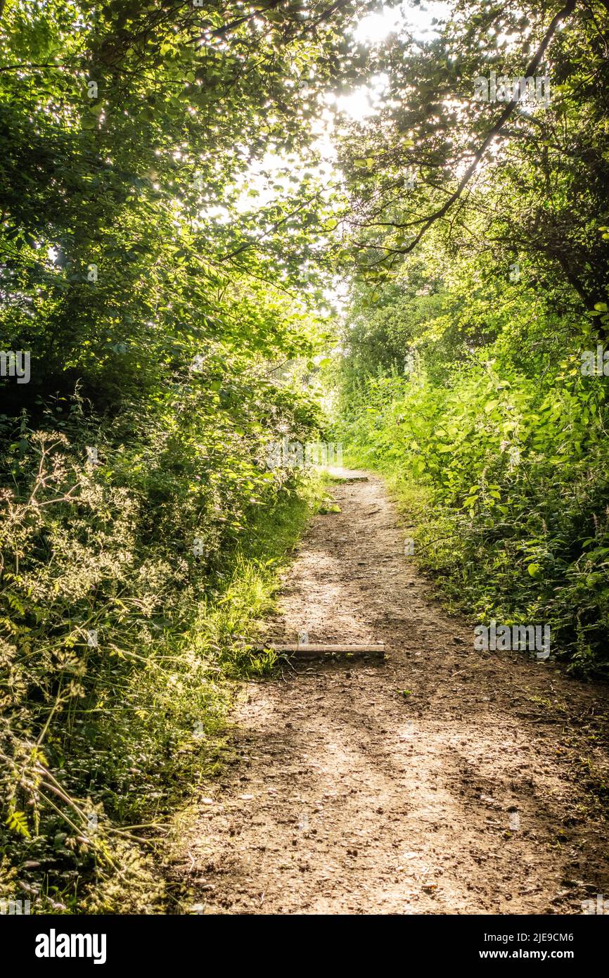 Pathway through the woods at Anston Stones, Anston, Sheffield Stock Photo