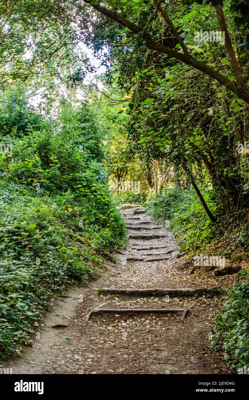 Pathway through the woods at Anston Stones, Anston, Sheffield Stock Photo