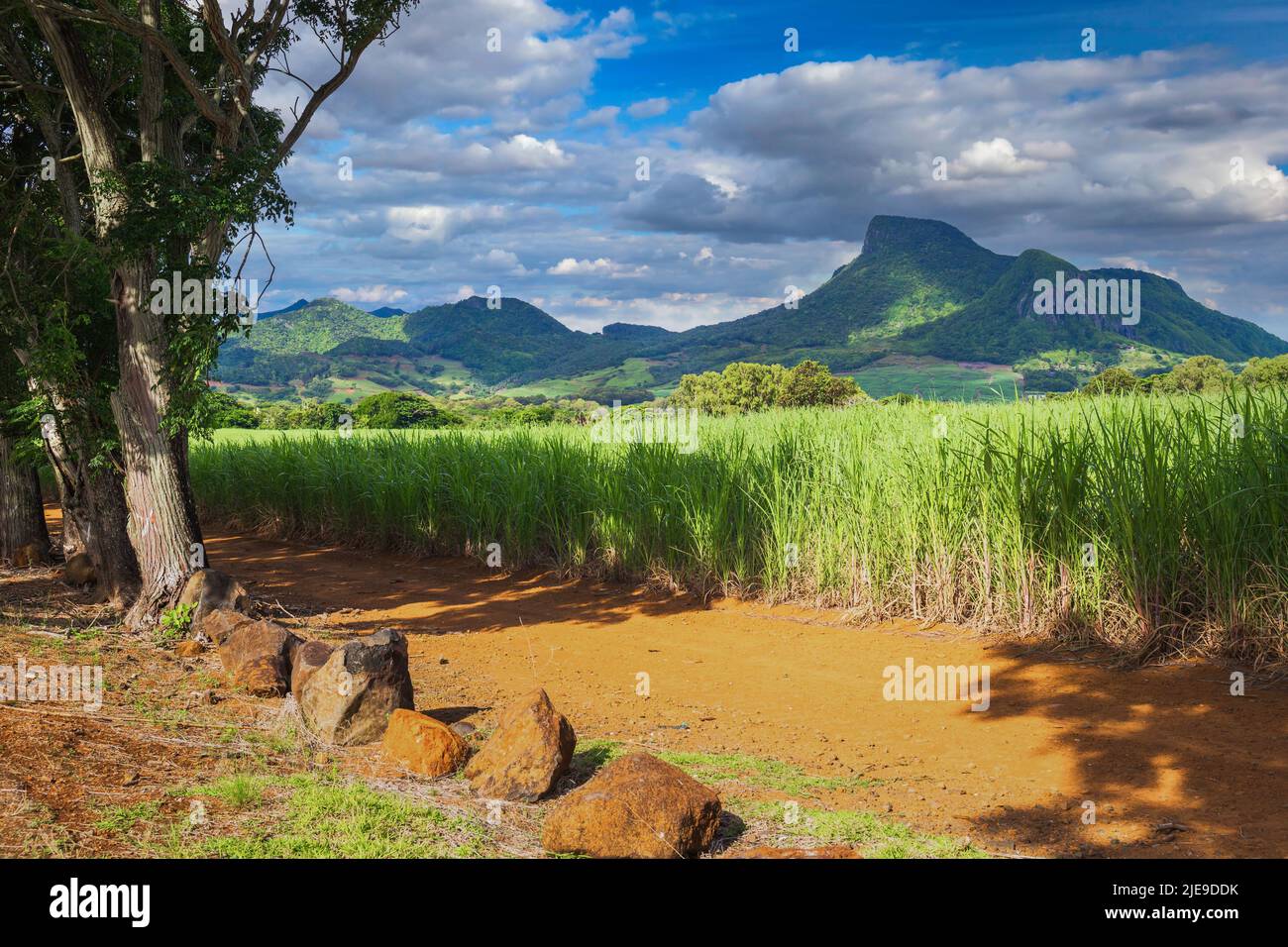 Lion mountain with green sugar cane field foreground on the beautiful tropical paradise island, Mauritius Stock Photo